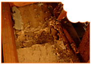 Termite damage located in the roof during an inspection.